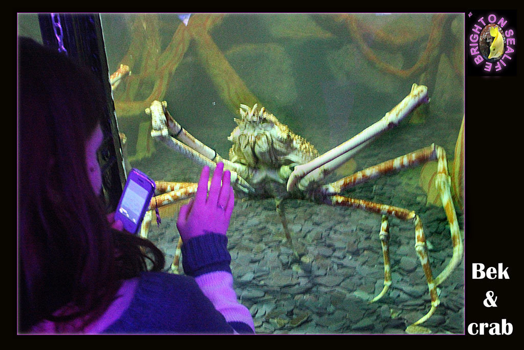 Bek & crab Brighton Sealife 9.2.2013