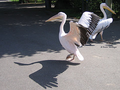 Pelikane auf Abwegen II (Wilhelma 2007)