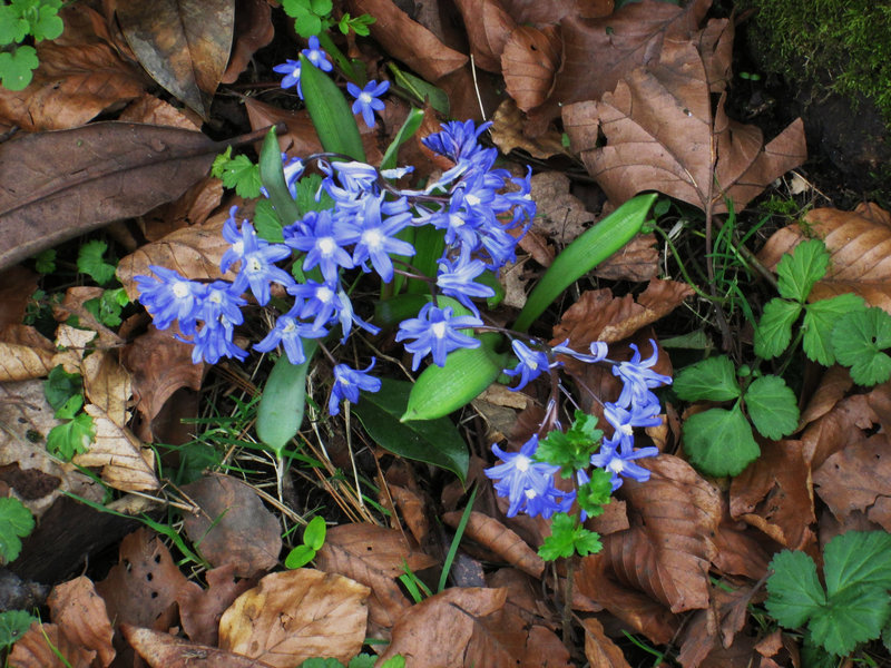 Blue flower.
