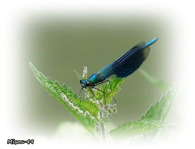 Belle bleue !