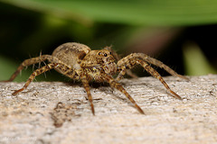 Wolf Spider.