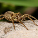 Wolf Spider.