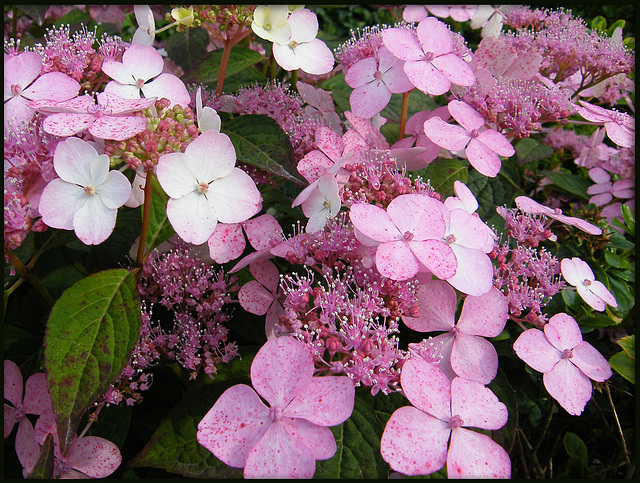 pink hydrangea flowers