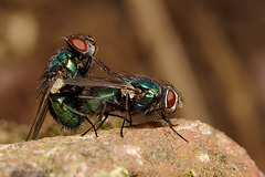 Flies