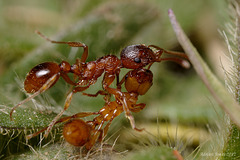 Ants