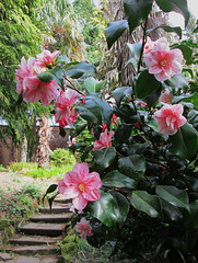 Camellia.