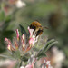 Brimstone Lotus - Bummble Bee