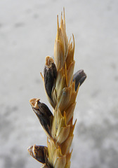 Ergot fungus on wheat