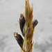 Ergot fungus on wheat