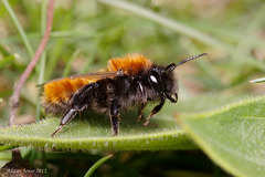 Andrena fulva female.