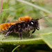 Andrena fulva female.