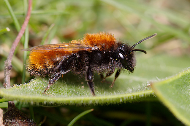 Andrena fulva female.