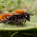 Andrena fulva female.