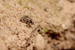 Weevil