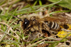 Andrena flavipes male.