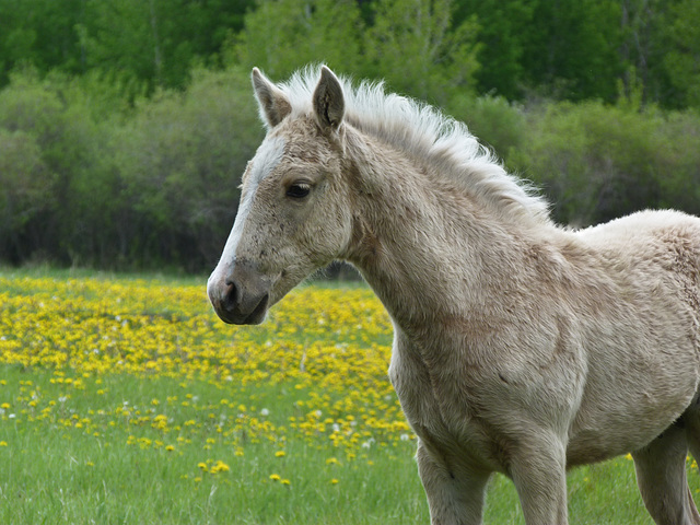 Colt in a field of Dandelions