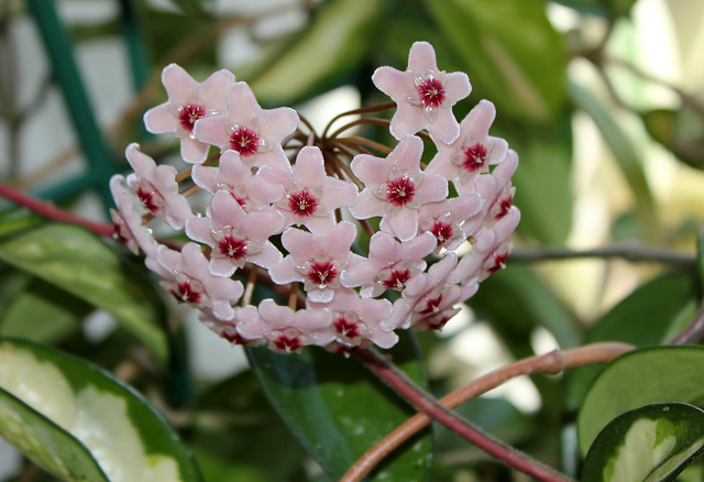 Hoya carnosa (4)