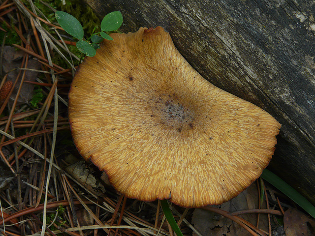 Fungus