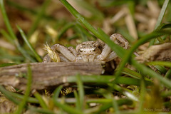 Crab Spider