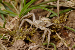 Crab Spider.