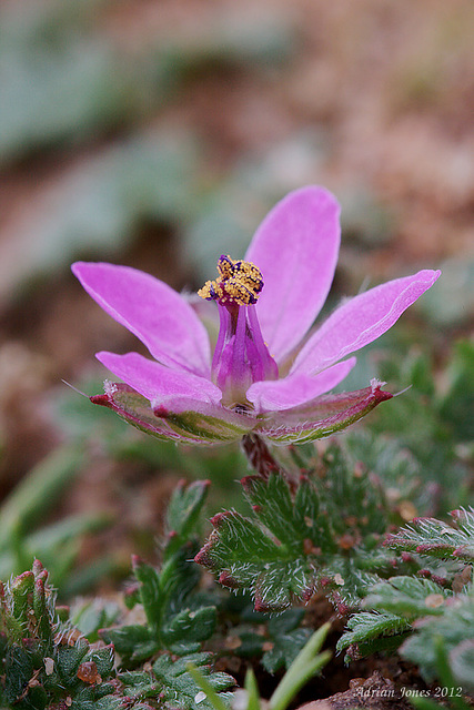 Sticky Storksbill (Erodium lebelii) ?