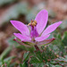 Sticky Storksbill (Erodium lebelii) ?