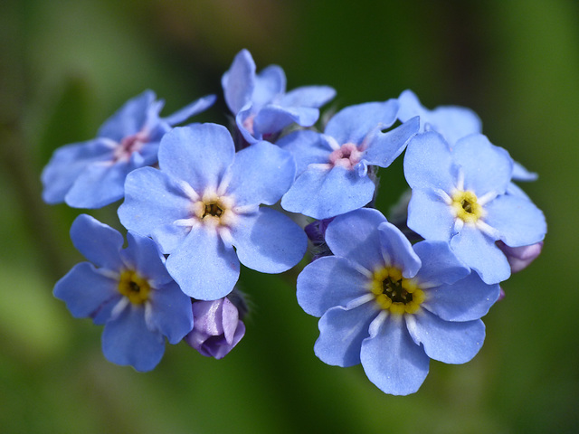 Forget-me-not