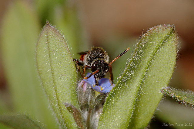 Nomada fabriciana female (probable ID)