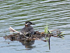 Red-necked Grebe on nest