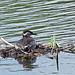 Red-necked Grebe on nest