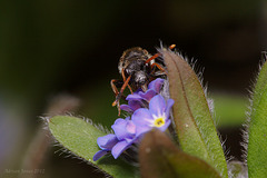 Nomada fabriciana female (probable ID)