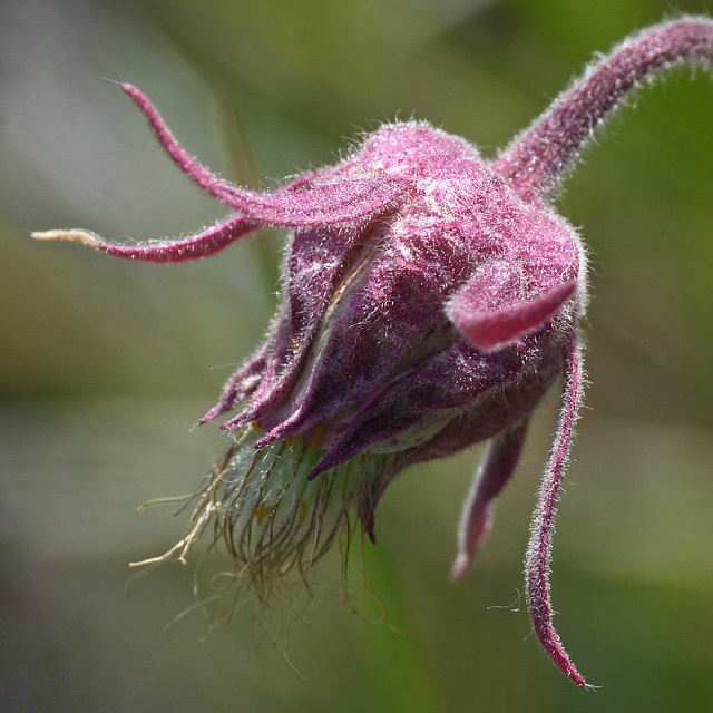 Three-flowered Avens