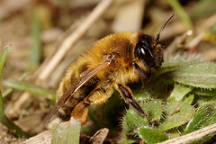 Mining Bee