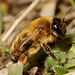 Mining Bee