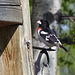 Rose-breasted Grosbeak