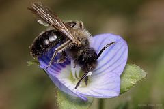 Andrena minutula