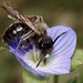 Andrena minutula