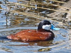 Ruddy Duck