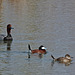 Redhead male and Ruddy Duck pair