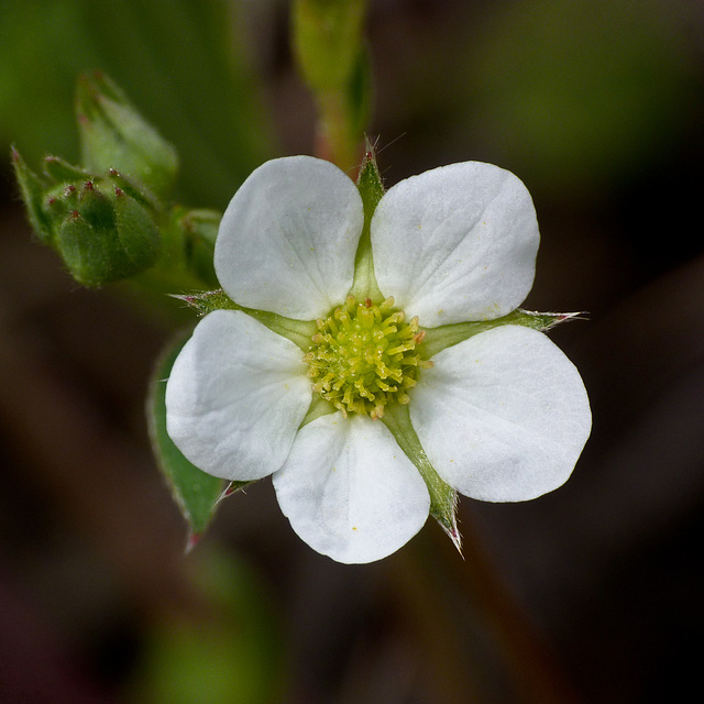 Wild Strawberry / Fragaria virginiana