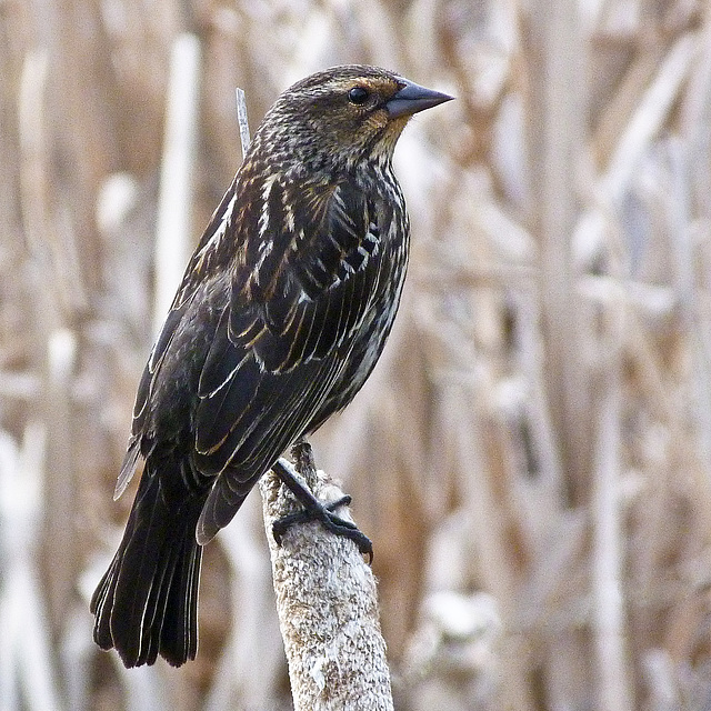 Red-winged Blackbird female