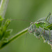 Speckled Bush Cricket Nymph.