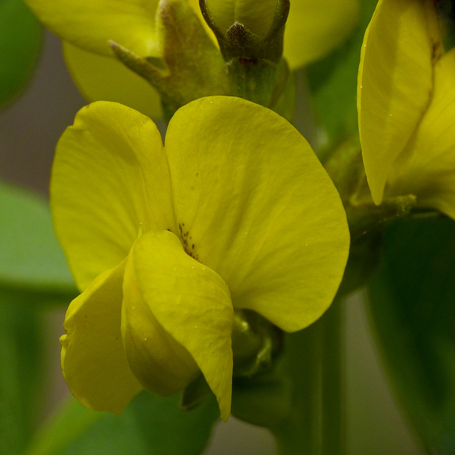 Golden Bean / Thermopsis rhombifolia