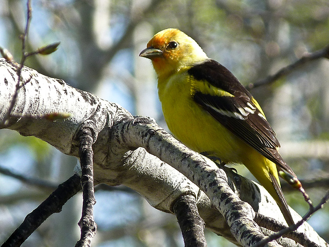 Western Tanager