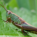 Grasshopper Nymph