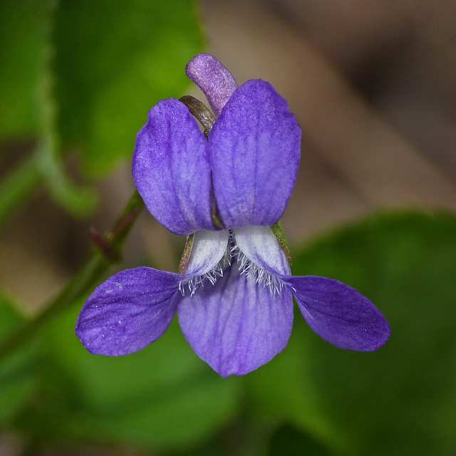 Early Blue Violet