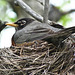 American Robin on nest