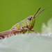 grasshopper_001