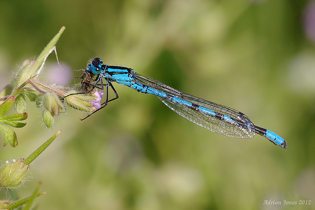 damselfly_001