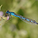 damselfly_001